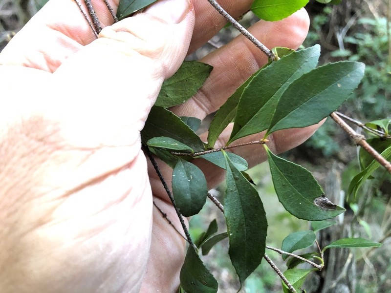 Aphanopetalum resinosum photo 7