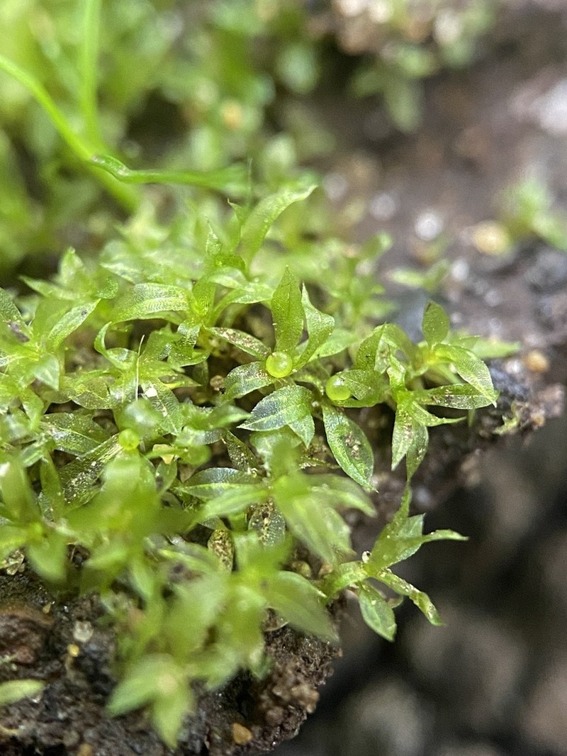 Serrate Aphanorrhegma Moss