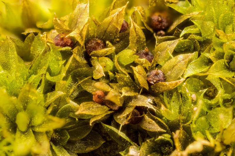 Serrate Aphanorrhegma Moss photo 2