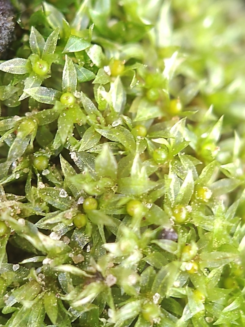 Serrate Aphanorrhegma Moss photo 3
