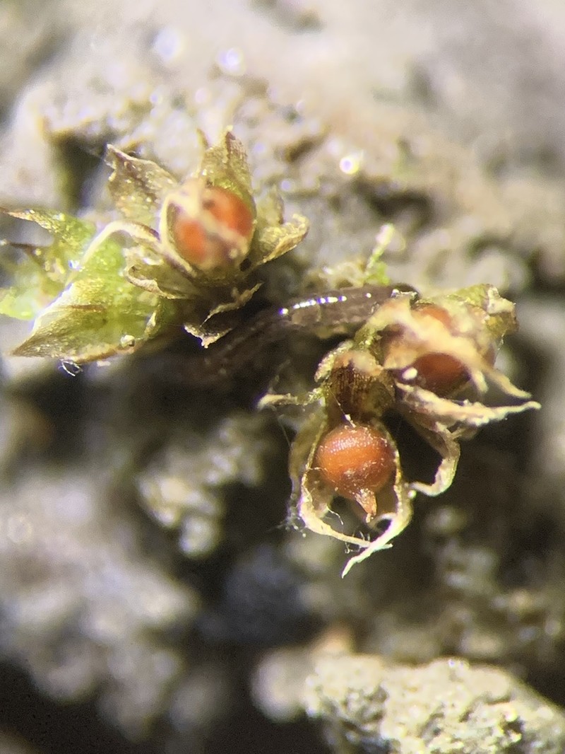 Serrate Aphanorrhegma Moss photo 4