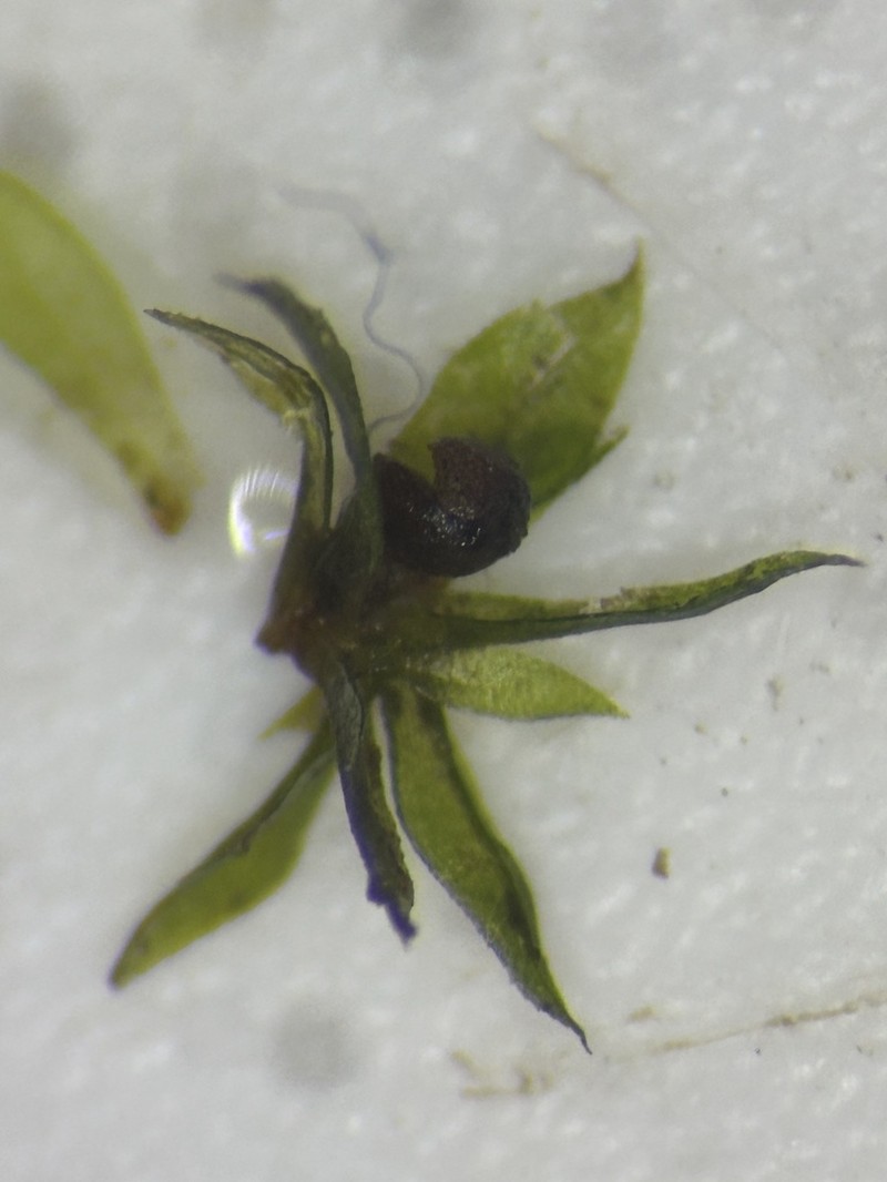 Serrate Aphanorrhegma Moss photo 5