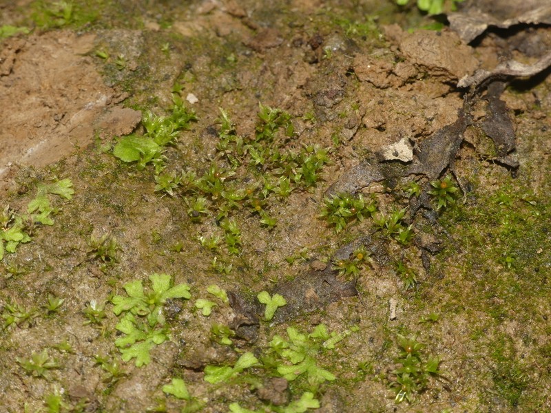 Serrate Aphanorrhegma Moss photo 6