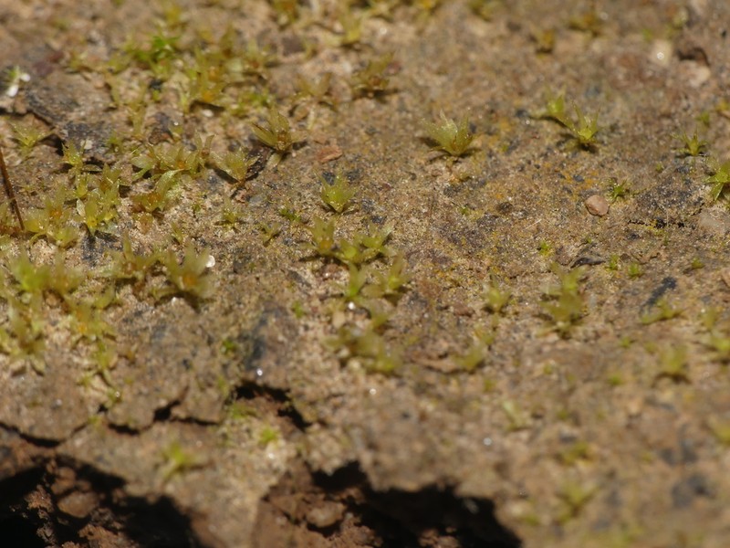 Serrate Aphanorrhegma Moss photo 7