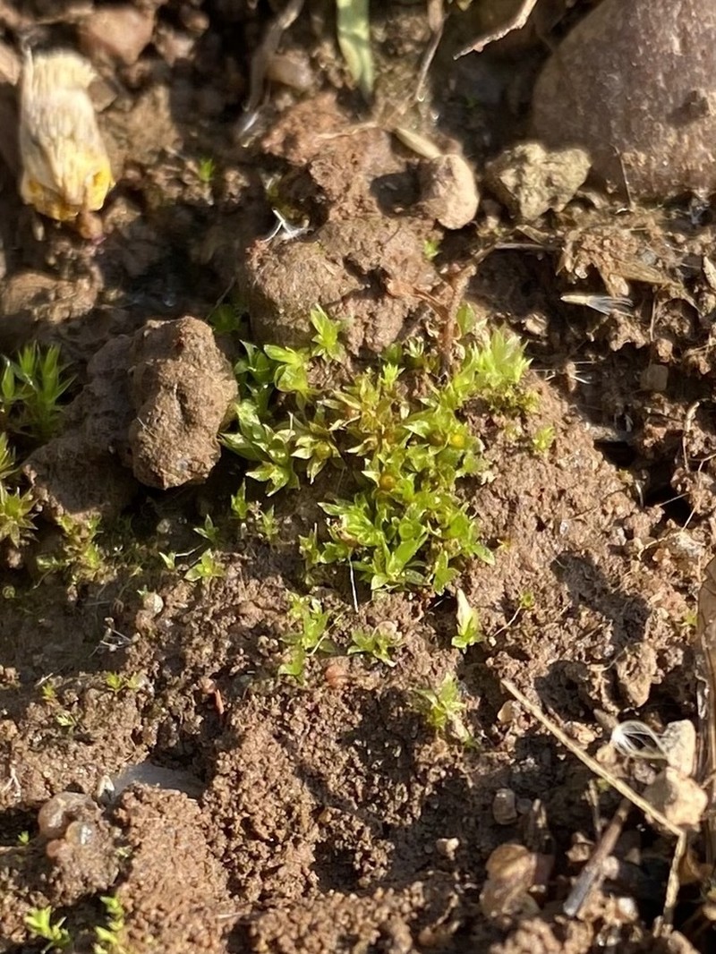 Serrate Aphanorrhegma Moss photo 8