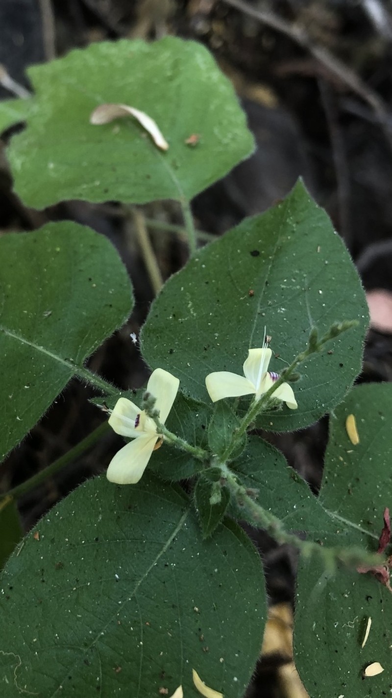 Aphanosperma sinaloense photo 3