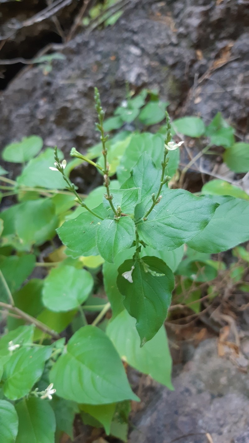 Aphanosperma sinaloense photo 4