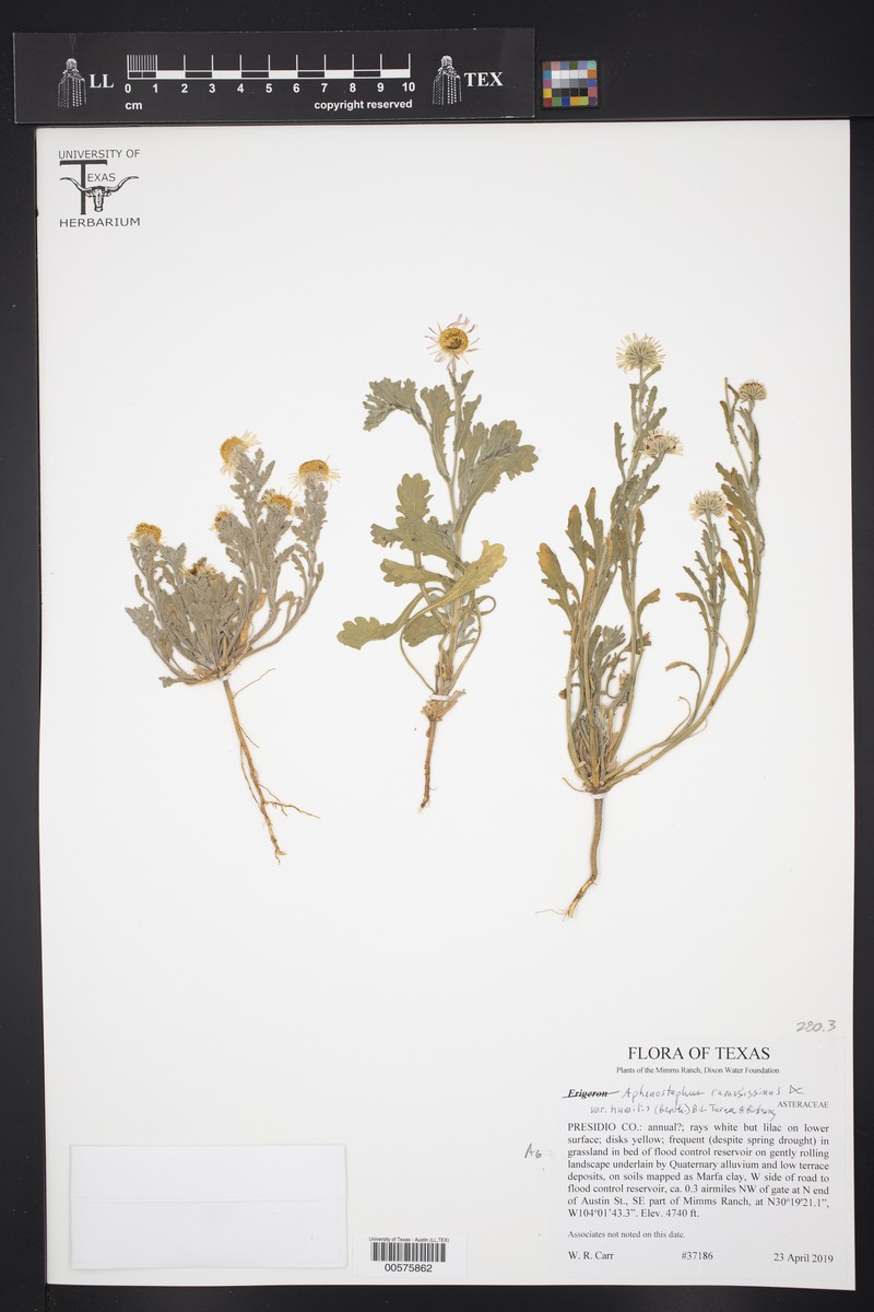 Aphanostephus ramosissimus var. humilis photo 3