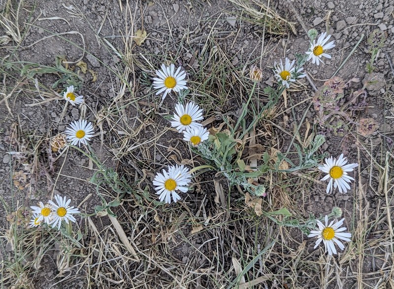 Aphanostephus ramosissimus var. humilis