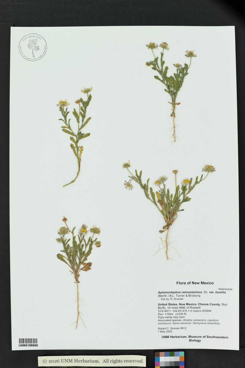 Aphanostephus ramosissimus var. humilis photo 2