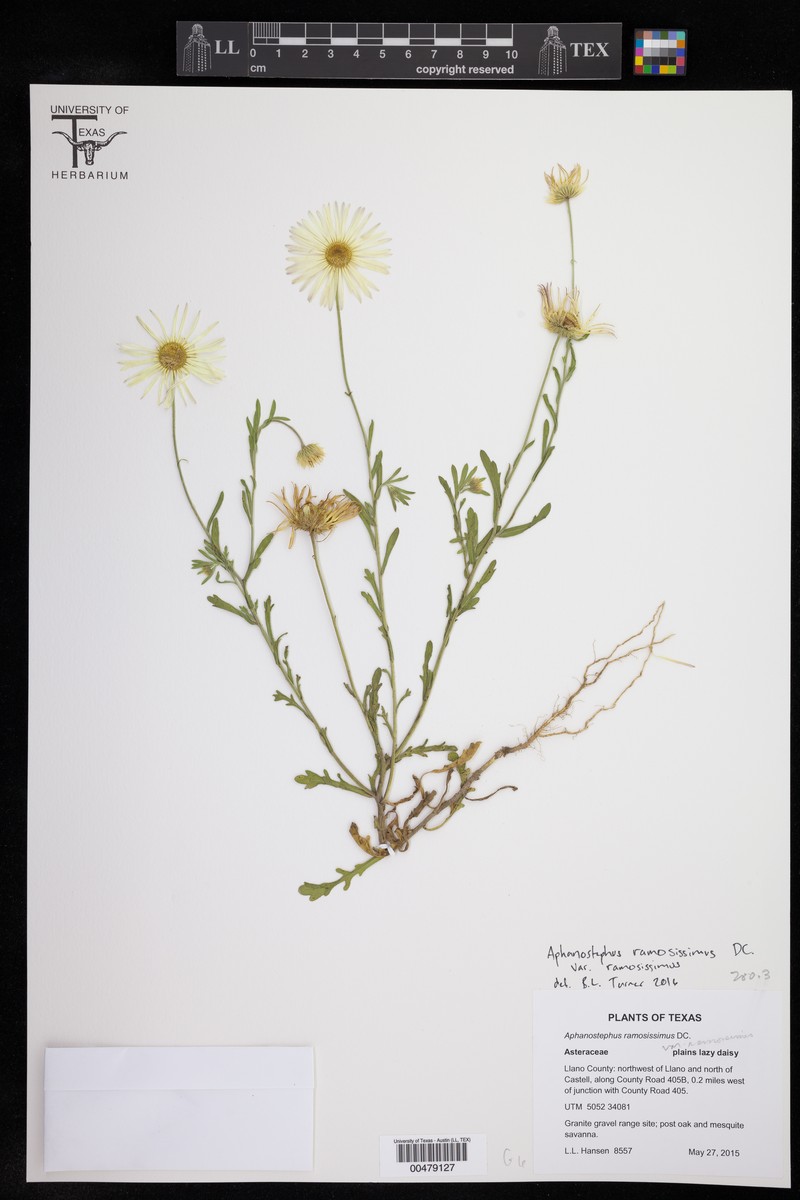 Aphanostephus ramosissimus var. ramosissimus photo 3