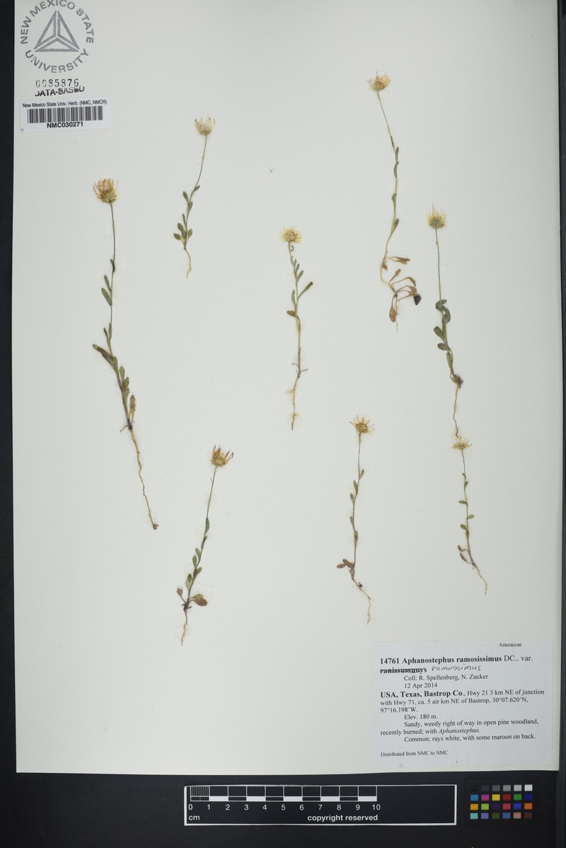 Aphanostephus ramosissimus var. ramosissimus photo 4
