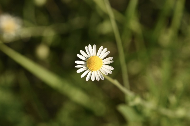 Aphanostephus ramosissimus var. ramosissimus