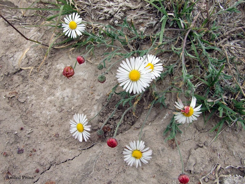Aphanostephus ramosissimus var. ramosus photo 2