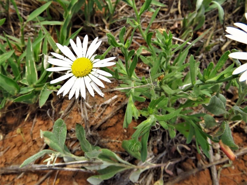 Arkansas Dozedaisy photo 7
