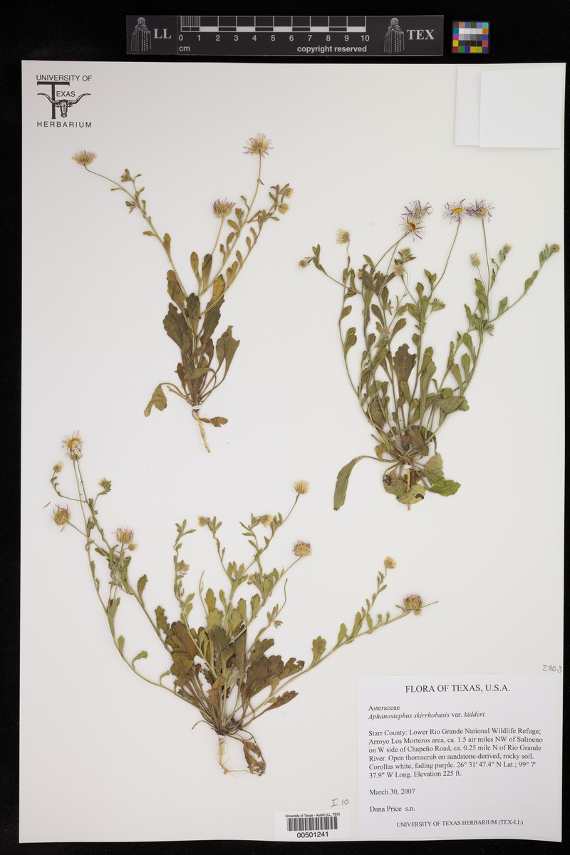 Aphanostephus skirrhobasis var. kidderi