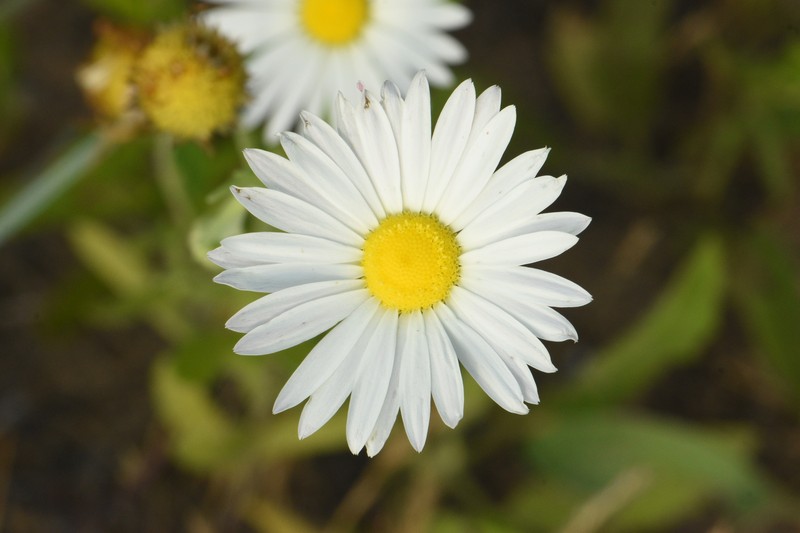 Aphanostephus skirrhobasis var. skirrhobasis photo 4