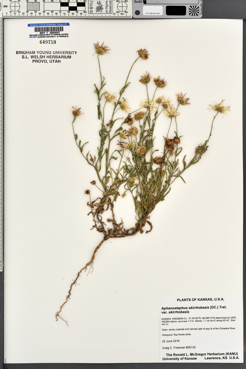 Aphanostephus skirrhobasis var. skirrhobasis photo 5