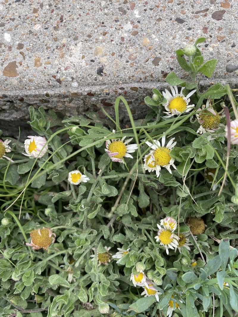 Aphanostephus skirrhobasis var. thalassius