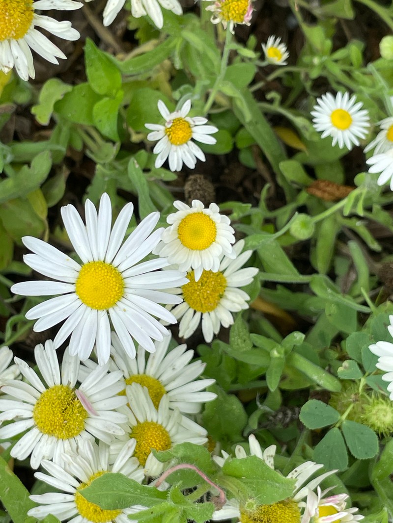 Aphanostephus skirrhobasis var. thalassius photo 2