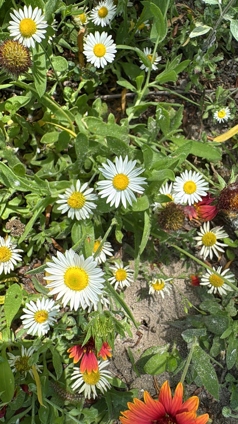 Aphanostephus skirrhobasis var. thalassius photo 3