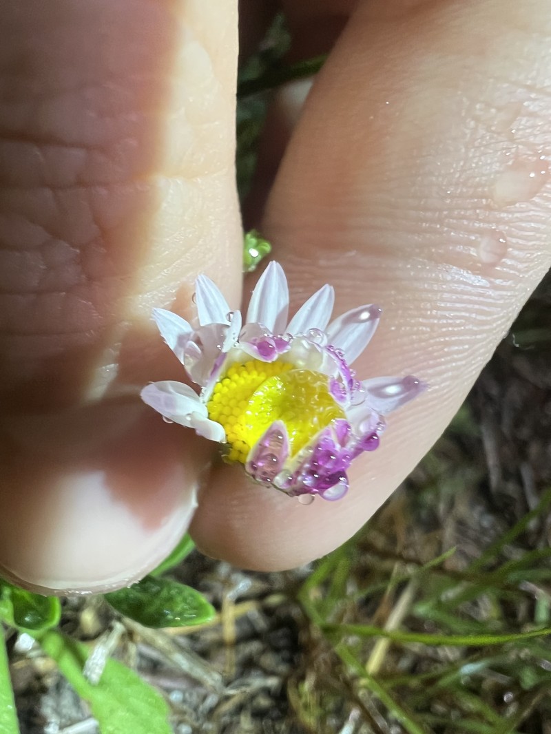 Aphanostephus skirrhobasis var. thalassius photo 4