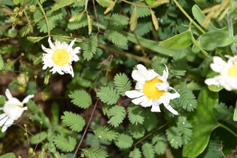 Aphanostephus skirrhobasis var. thalassius photo 5