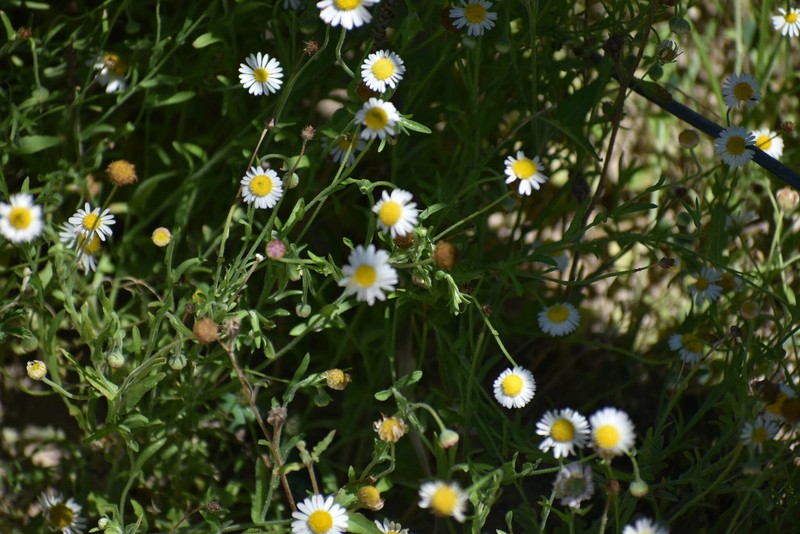 Aphanostephus skirrhobasis var. thalassius photo 6