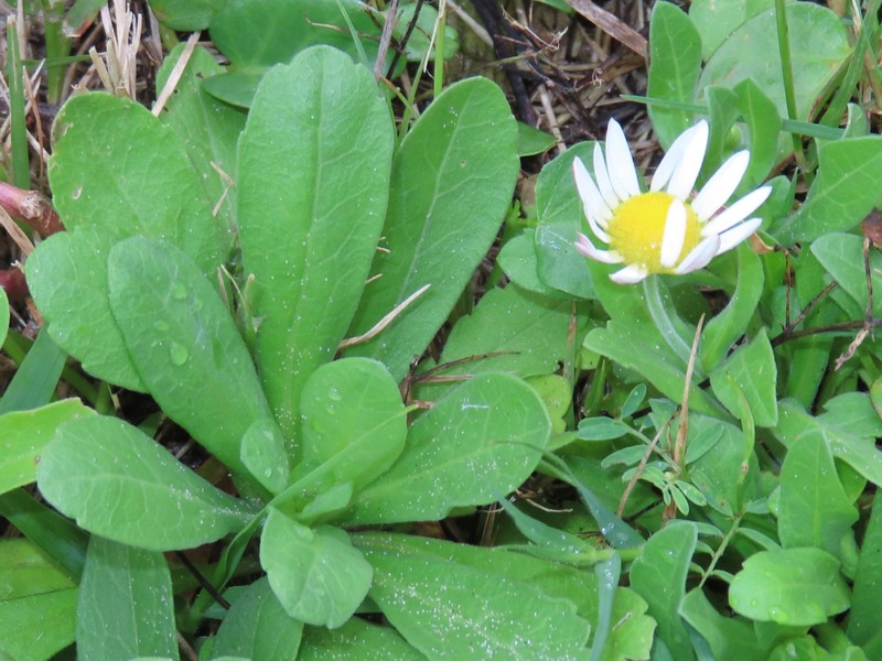 Aphanostephus skirrhobasis var. thalassius photo 7