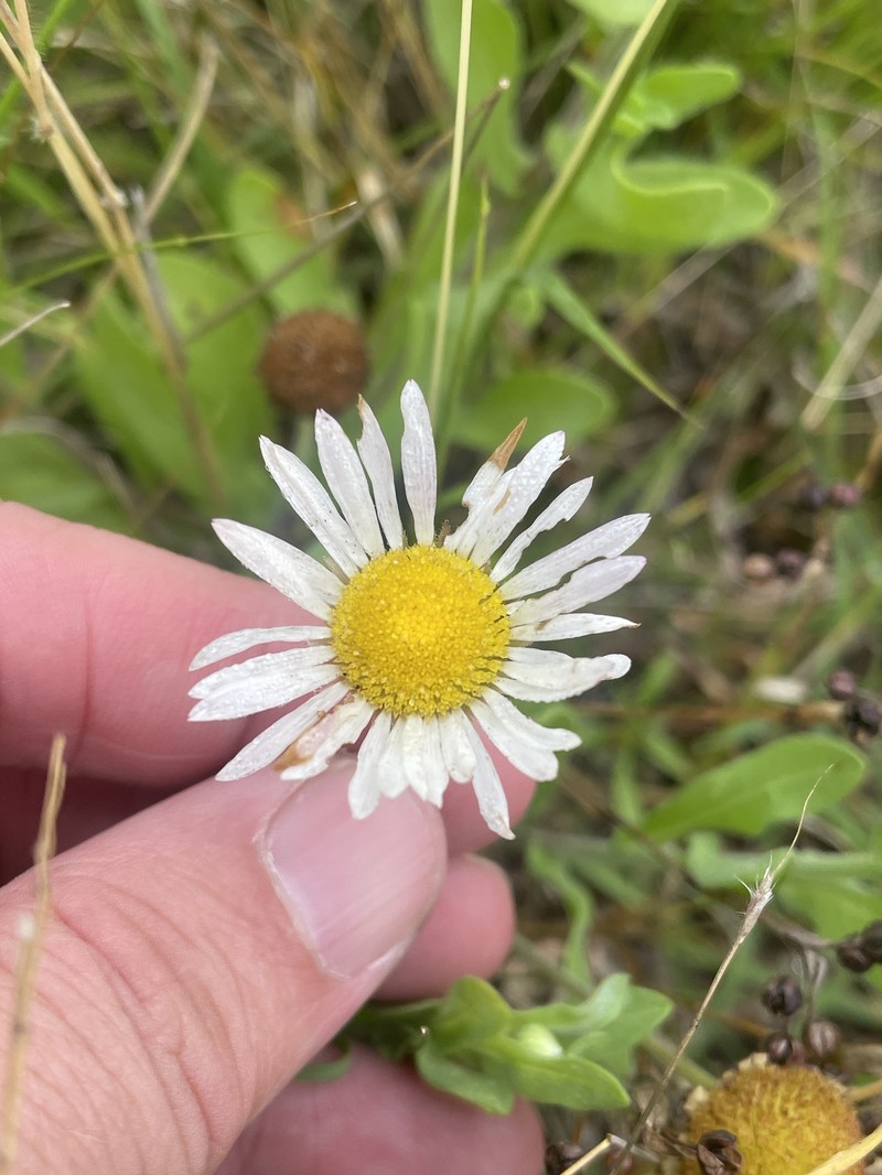 Aphanostephus skirrhobasis var. thalassius photo 8