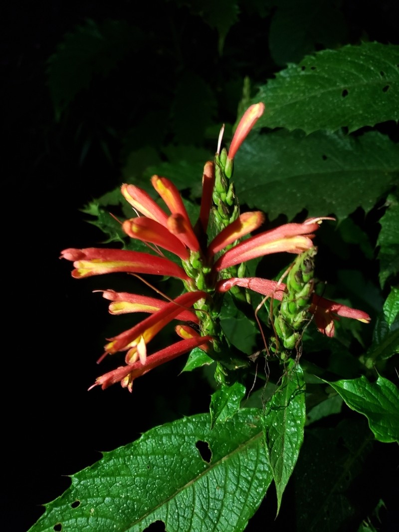 Aphelandra acanthifolia