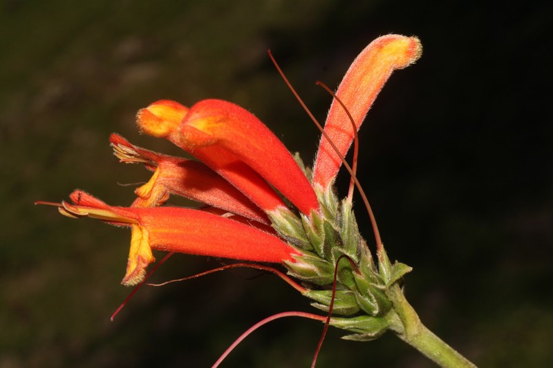 Aphelandra acanthifolia photo 2