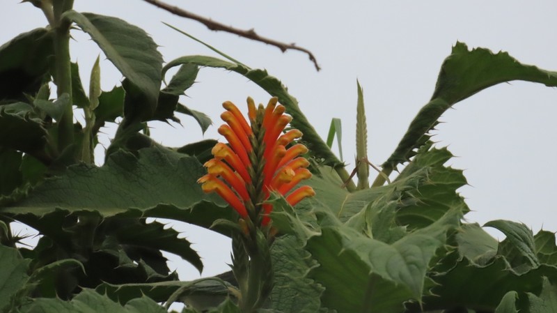 Aphelandra acanthifolia photo 3