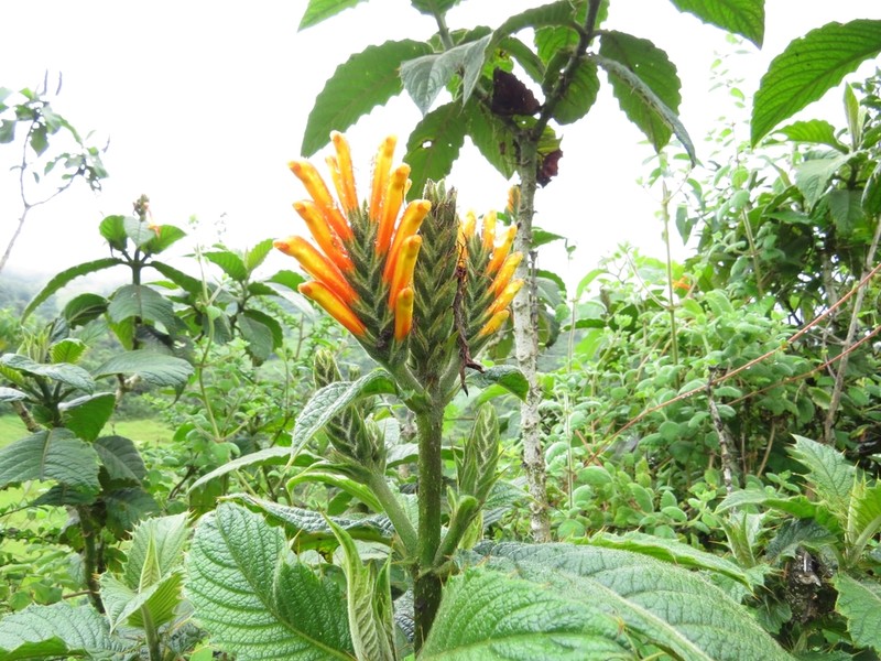 Aphelandra acanthifolia photo 5