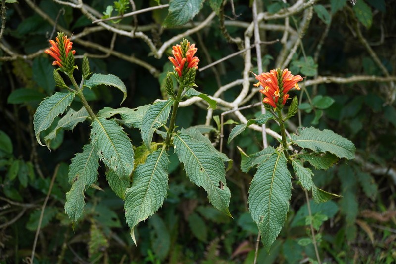 Aphelandra acanthifolia photo 6
