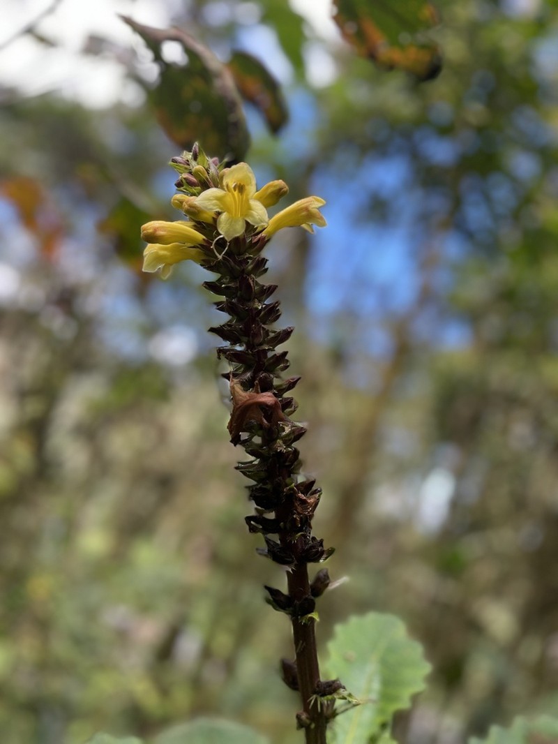 Aphelandra acanthus