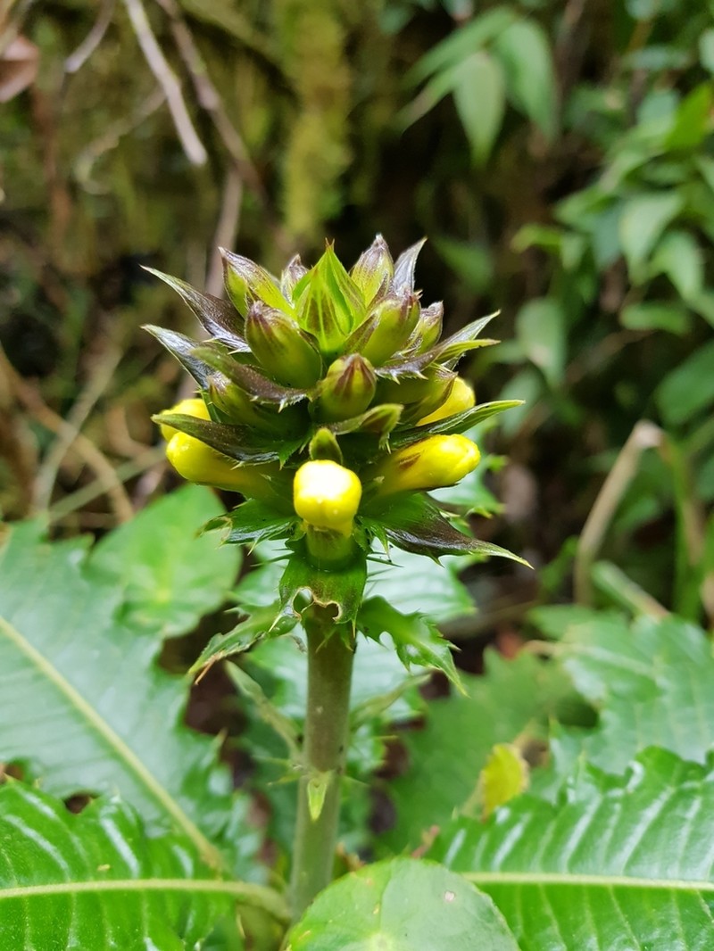 Aphelandra acanthus photo 2