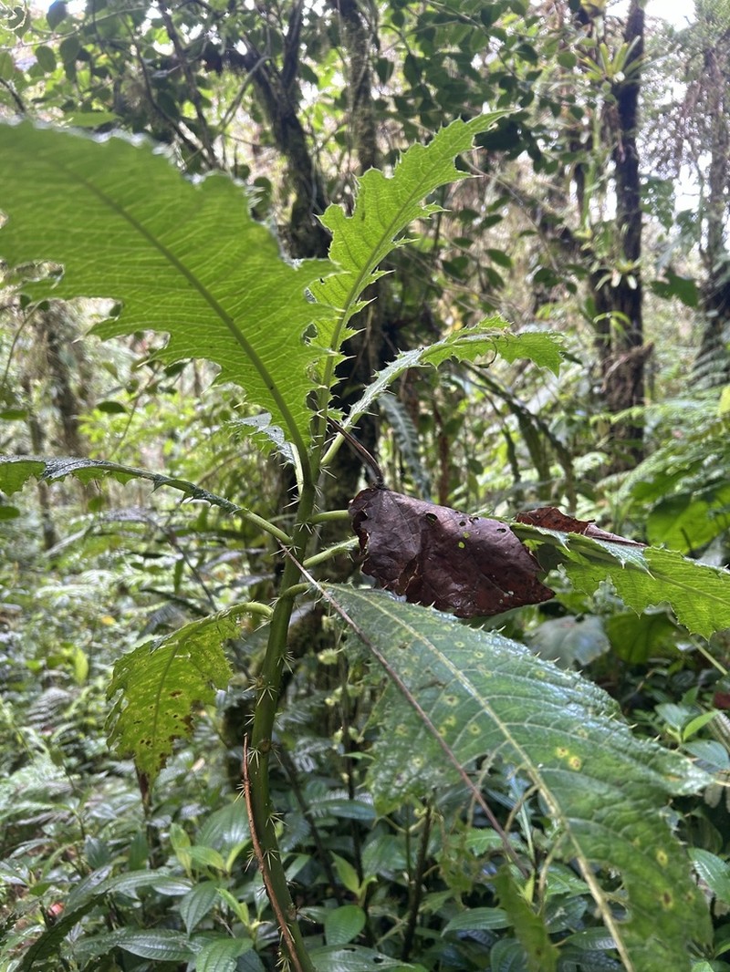 Aphelandra acanthus photo 3