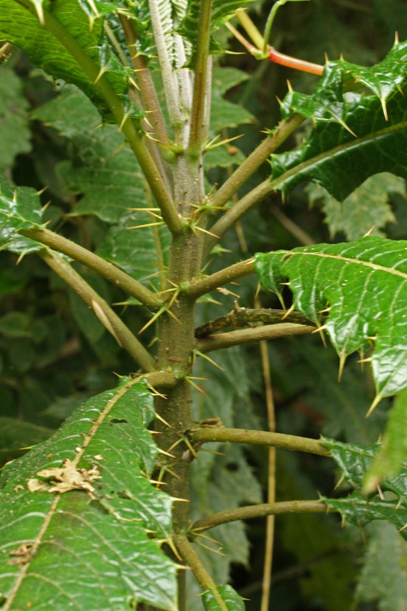 Aphelandra acanthus photo 4
