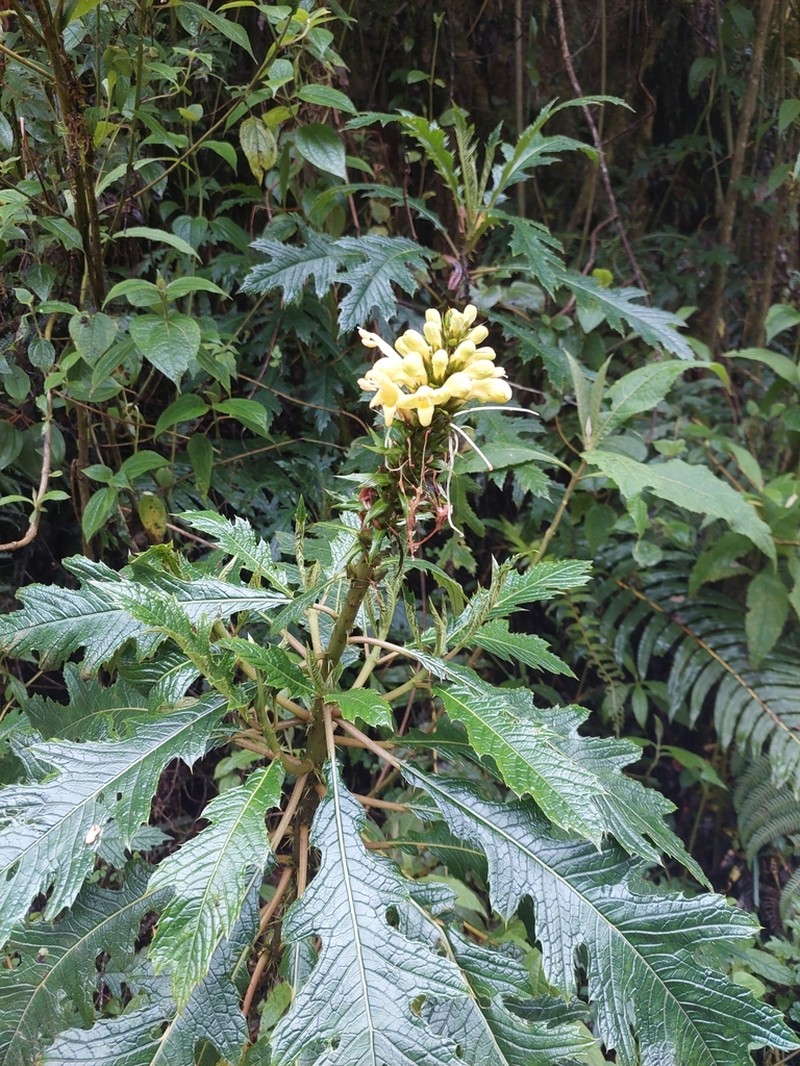 Aphelandra acanthus photo 5