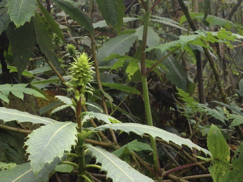 Aphelandra acanthus photo 6