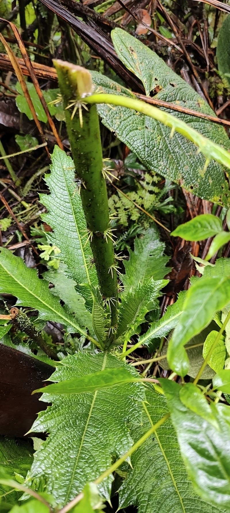 Aphelandra acanthus photo 7