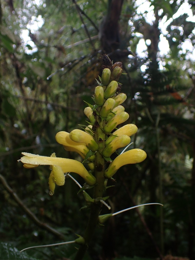 Aphelandra acanthus photo 8