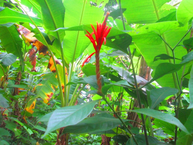 Aphelandra albert-smithii photo 2