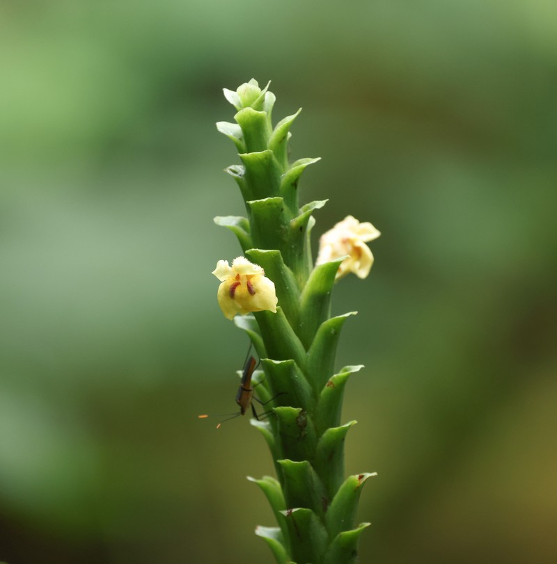 Aphelandra ameleta