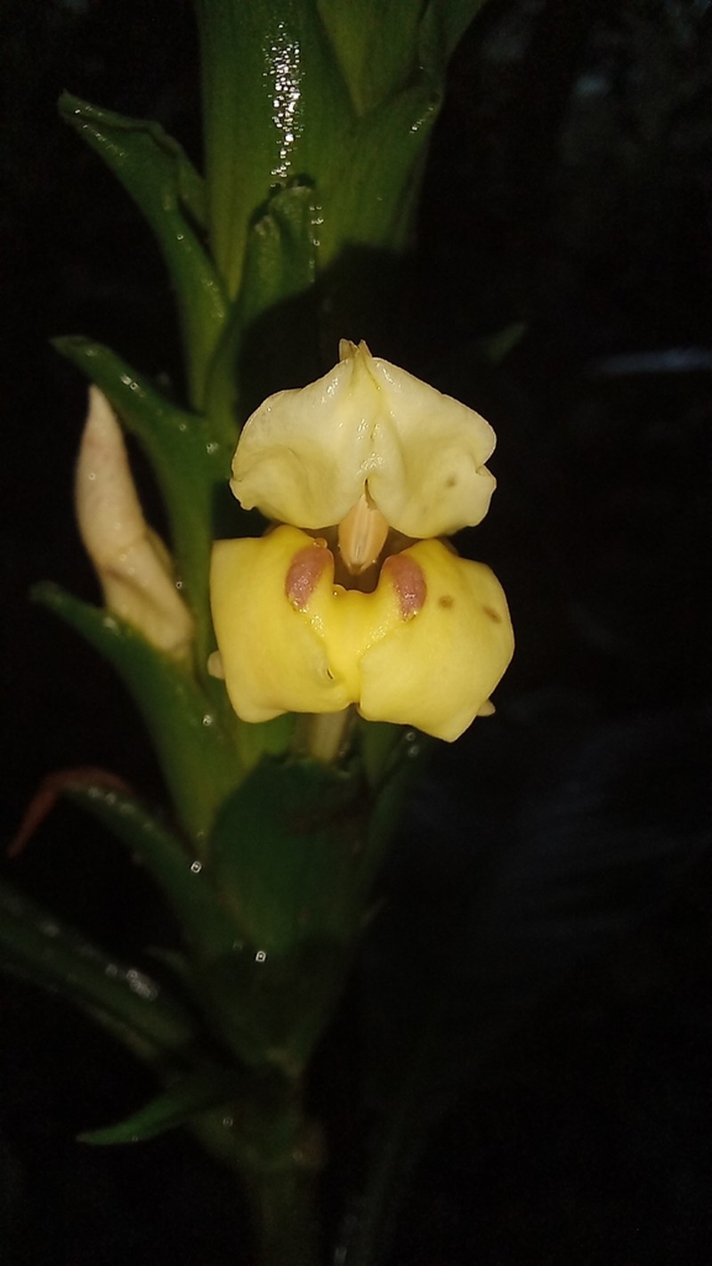 Aphelandra ameleta photo 2