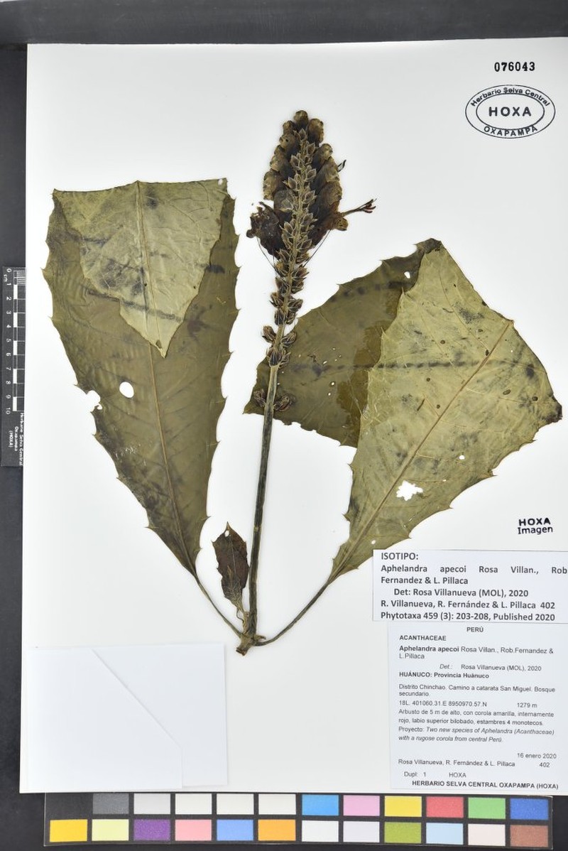 Aphelandra apecoi