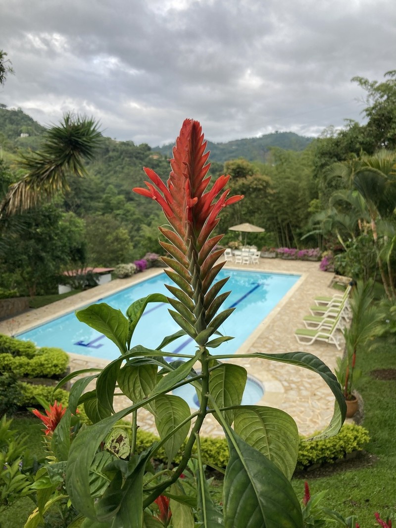 Aphelandra arborea