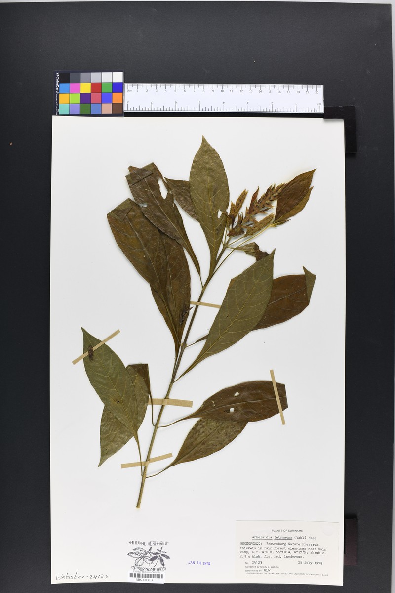 Aphelandra arborea photo 2