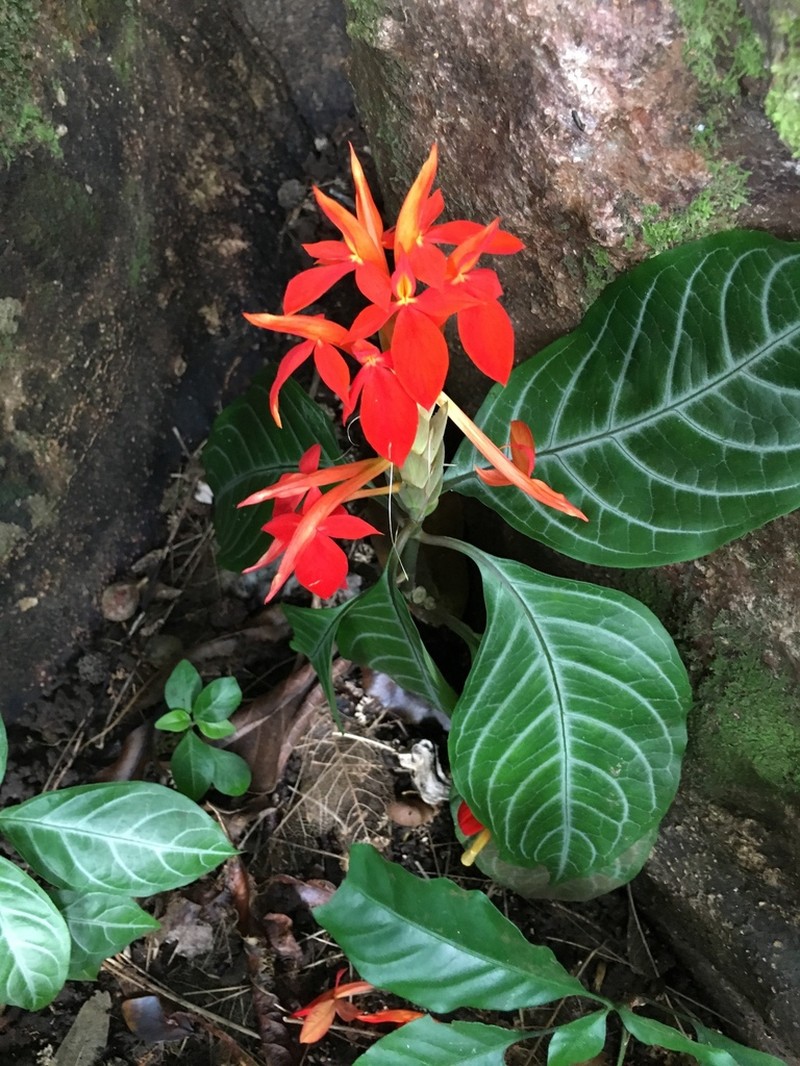Aphelandra aurantiaca